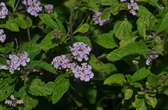Lantana fucata