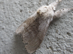 Calliteara pseudabietis