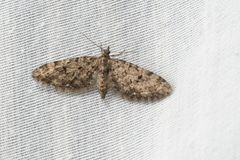 Eupithecia annulata