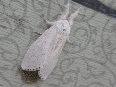 Calliteara pseudabietis