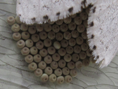 Calliteara pseudabietis