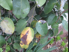 Stauntonia hexaphylla