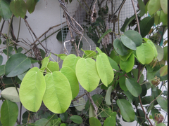 Stauntonia hexaphylla