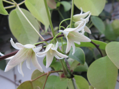 Stauntonia hexaphylla