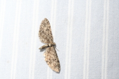 Eupithecia annulata