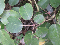 Stauntonia hexaphylla