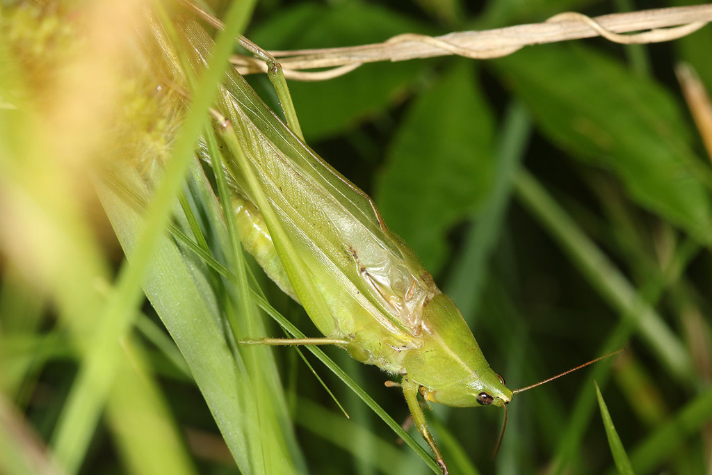 Neoconocephalus viridis