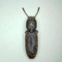 Nausibius major