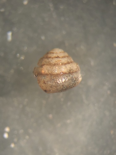 Euconulus chersinus, 2021-04-16