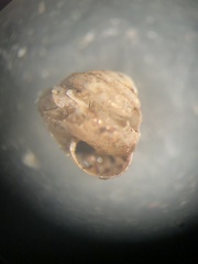 Euconulus chersinus