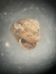 Euconulus chersinus