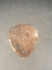 Euconulus chersinus