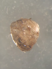 Euconulus chersinus