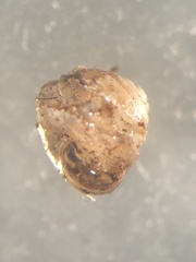 Euconulus chersinus