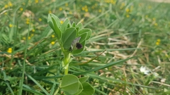 Vicia johannis