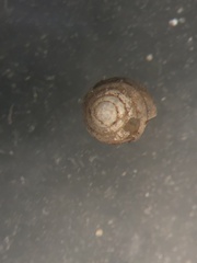 Euconulus chersinus