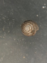 Euconulus chersinus