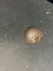 Euconulus chersinus