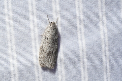 Semioscopis inornata