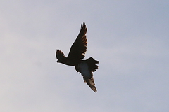 Falco subniger