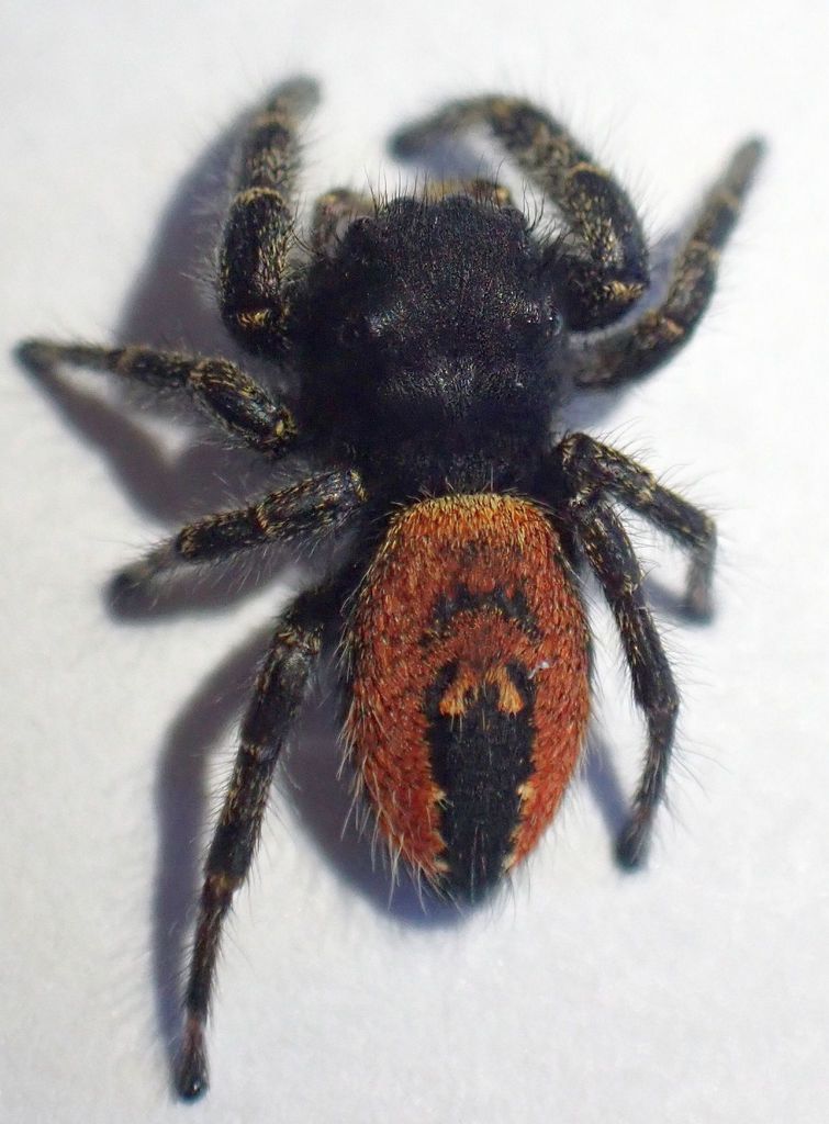 Phidippus otiosus