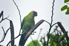 Eunymphicus cornutus