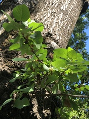 Alnus cordata