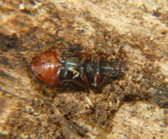 Platycerus quercus