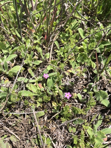 iNaturalist observation photo of slender phlox