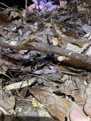 Plethodon chattahoochee