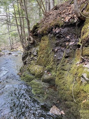 Thamnobryum alleghaniense