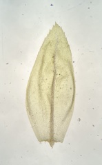 Thamnobryum alleghaniense