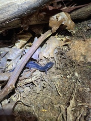 Plethodon chattahoochee