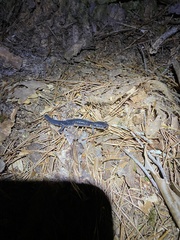 Plethodon chattahoochee