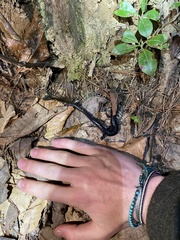 Plethodon chattahoochee