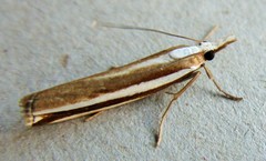 Orocrambus apicellus