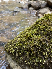 Platyhypnum duriusculum