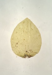 Platyhypnum duriusculum