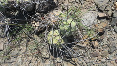 Tephrocactus aoracanthus