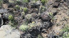 Tephrocactus aoracanthus