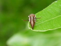 Ophiderma stonei