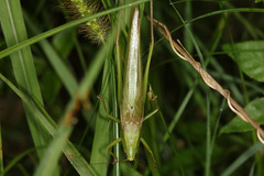 Neoconocephalus viridis