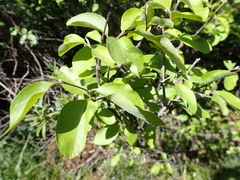 Styrax redivivus