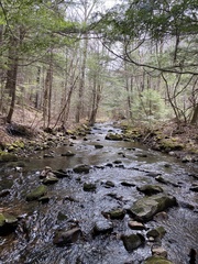 Platyhypnum duriusculum