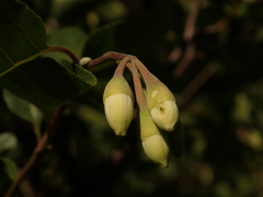 Styrax redivivus