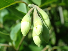 Styrax redivivus