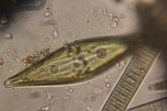 Craticula cuspidata