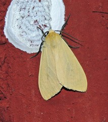 Pareuchaetes aurata