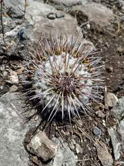Mammillaria amajacensis