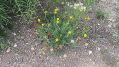 Hysterionica jasionoides